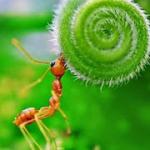 Ką reiškia matyti svajonėje daug didelių skruzdžių
