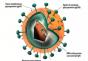 Kateri virusi najpogosteje okužijo človeško telo - nalezljiva bolezen