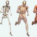 Human skeleton with the name of bones and muscles, for a child Human bones number and name