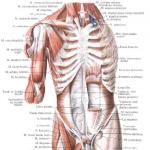 Muscles and fascia of the chest (human anatomy)
