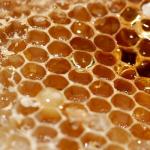 Все о пчелах для детей Интересные факты про пчелу