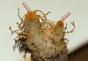 Kaktüsler için acil bakım Kaktüsler nasıl ve nasıl tedavi edilir
